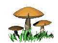 fungus