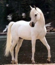 Konik