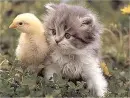 Blond chick with a nice pussy!