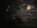 vampires with full moon and bats red eyes blinking