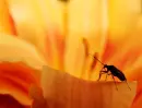 orange flower