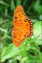 orange butterfly