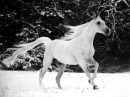 A Beautful Arabian