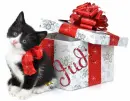 cute cat Judi