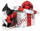 cute cat Kimmy