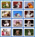 Dog collage