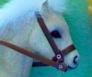 Pony