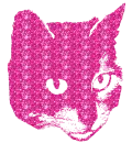 gatto