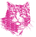 gatto