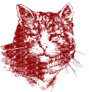 gatto