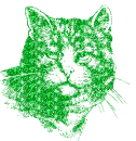 gatto