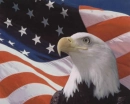 American Bald Eagle
