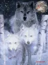 wolf in winter 