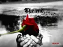 Rose in the hand 