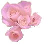 rosas rosa pastel