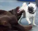 pugs