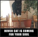 Ninja Spy Cat