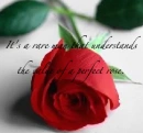 Perfect Rose 