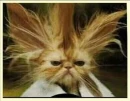 Kitty kat with frizzalicious hair!