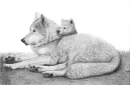 wolves