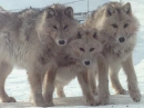 wolves