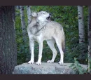 wolf