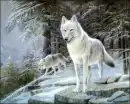 wolves