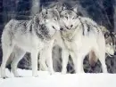 wolves