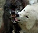 wolves