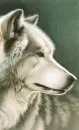 white wolf
