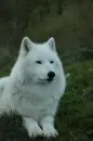 white wolf