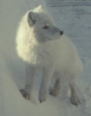 white fox