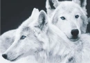 white wolves