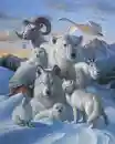animals