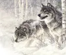 wolves