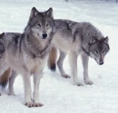 two wolves