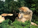 mother with pups