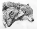 wolves