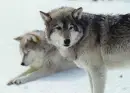 wolves