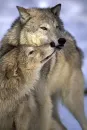 wolves