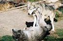 wolves
