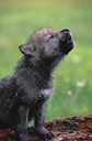 wolf pup