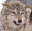 mad wolf