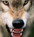 pissed off wolf
