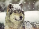 wolf in the snow