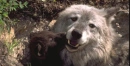 wolf love