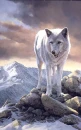 white wolf