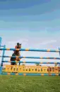 jumping horse
