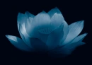 blue flower