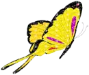 blue-yellow butterfly
